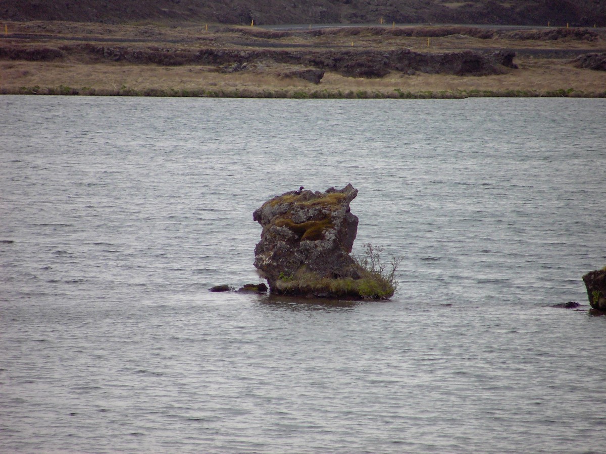 Barrow's Goldeneye - ML639468210