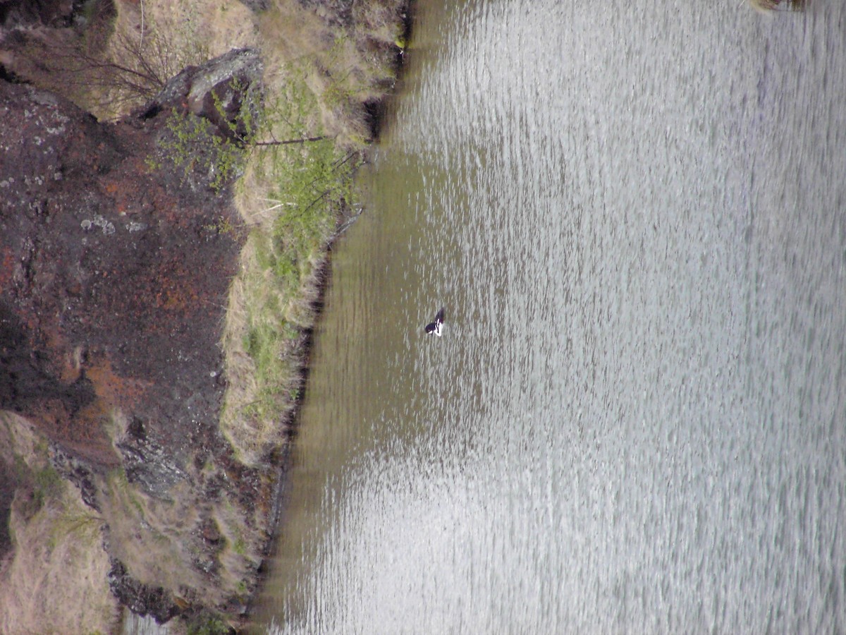 Barrow's Goldeneye - ML639468215