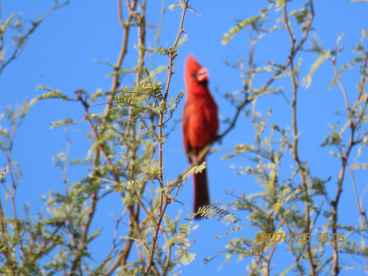 Northern Cardinal - ML639468237