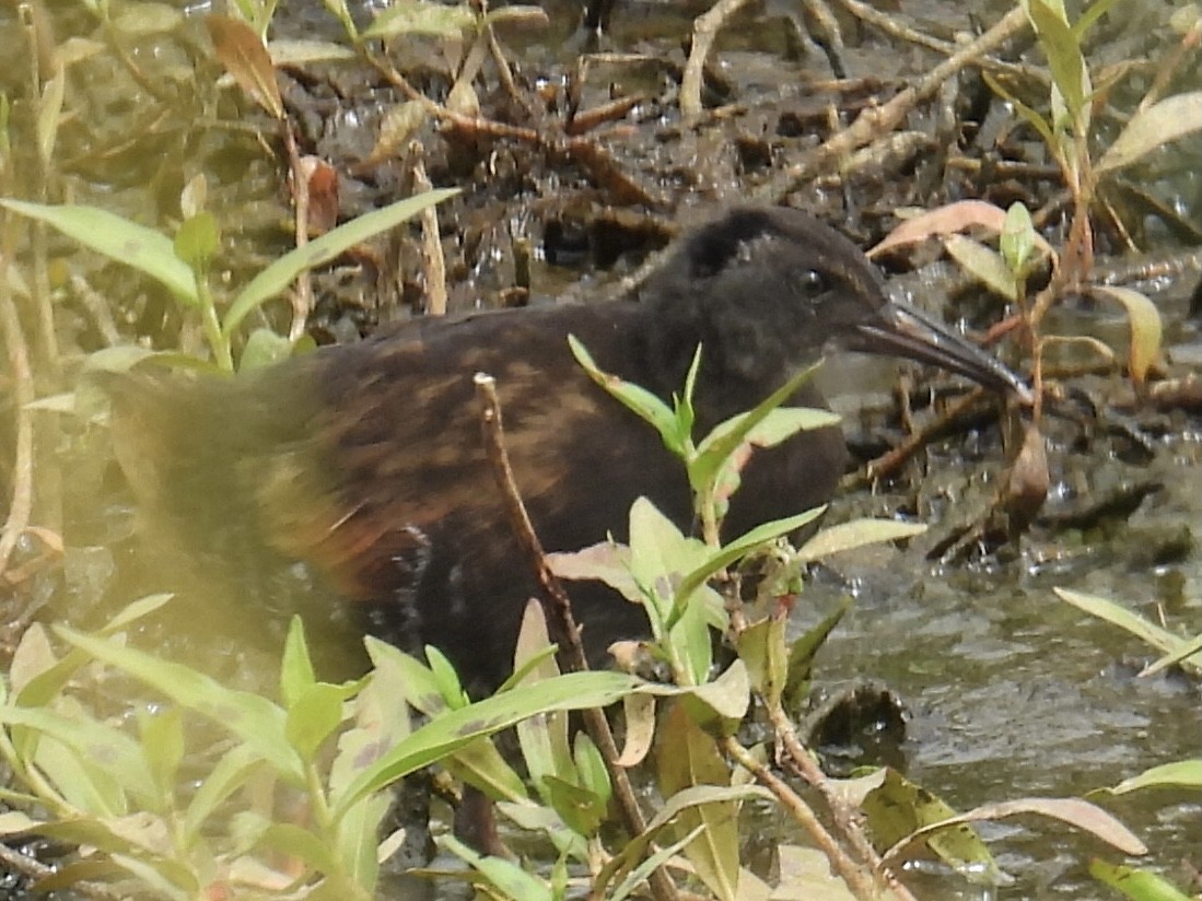 Virginia Rail - ML639468275