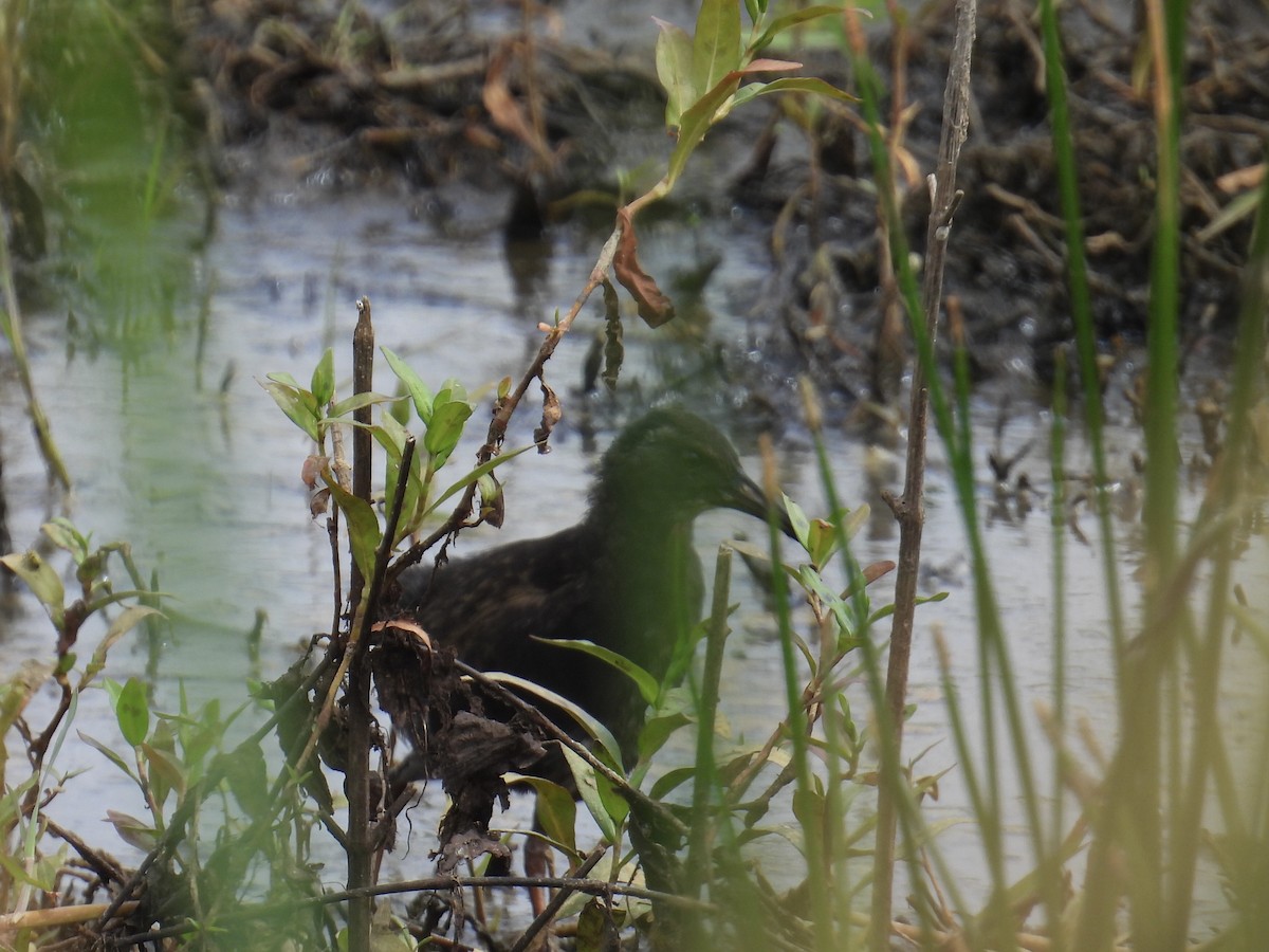 Virginia Rail - ML639468276