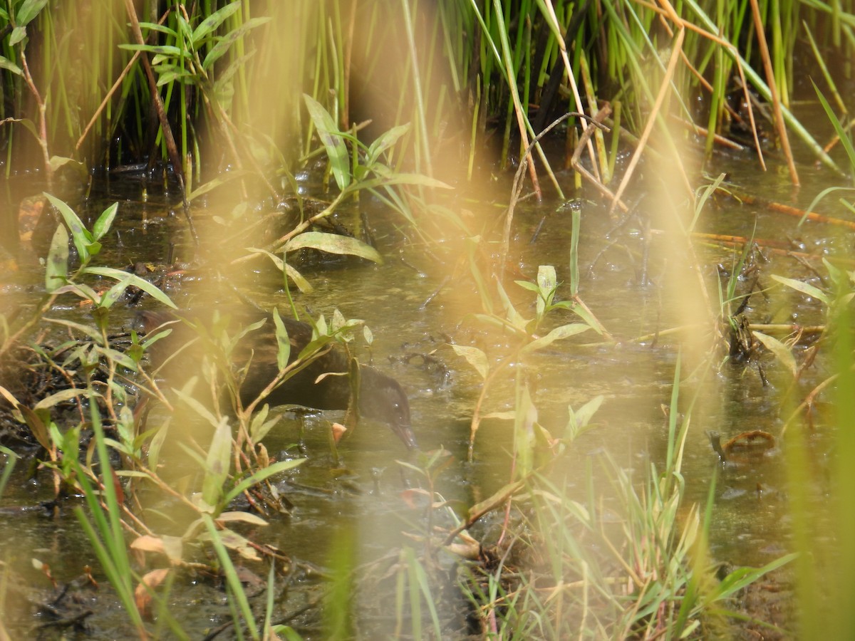 Virginia Rail - ML639468277