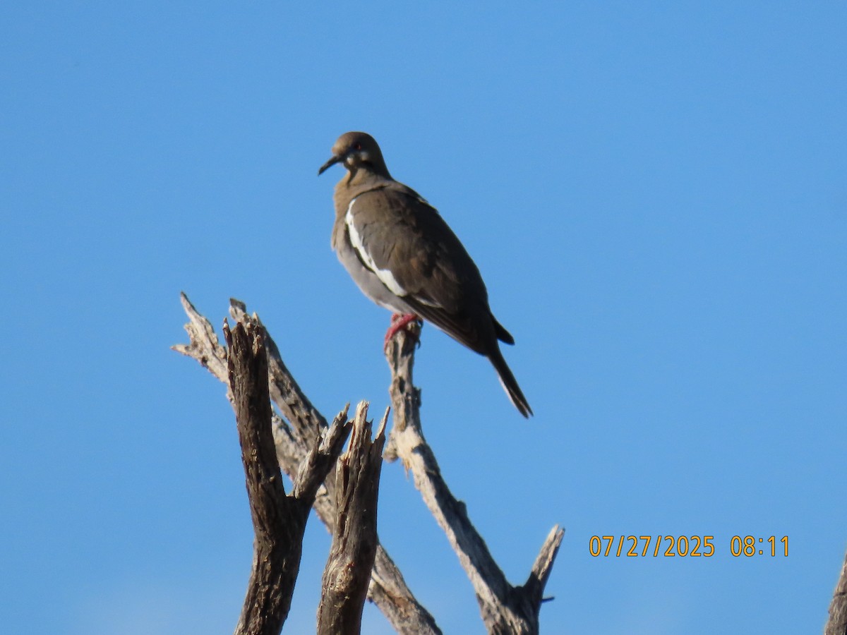 White-winged Dove - ML639468288