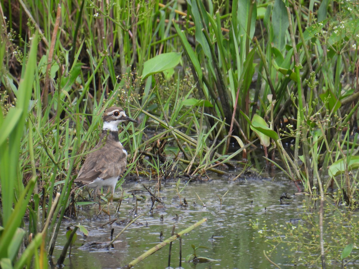 Killdeer - ML639468317