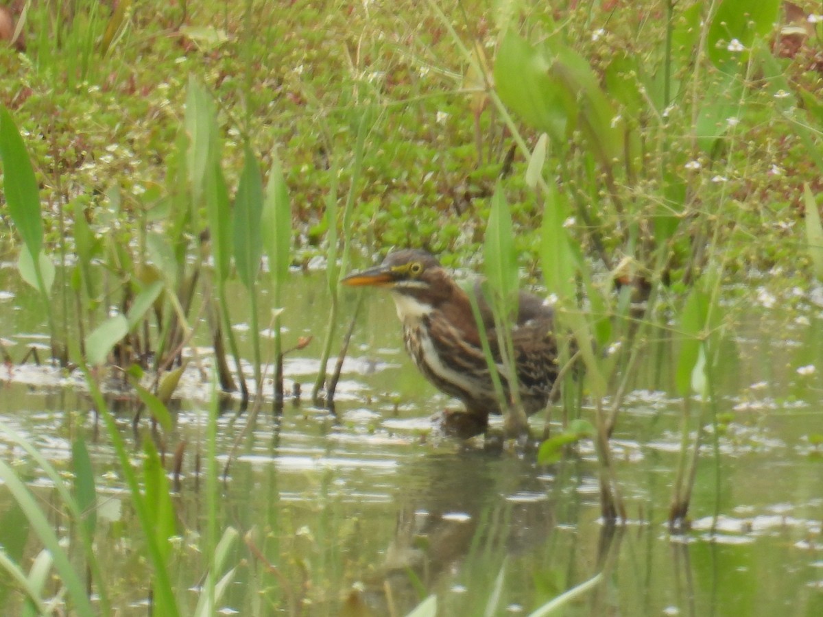 Green Heron - ML639468346