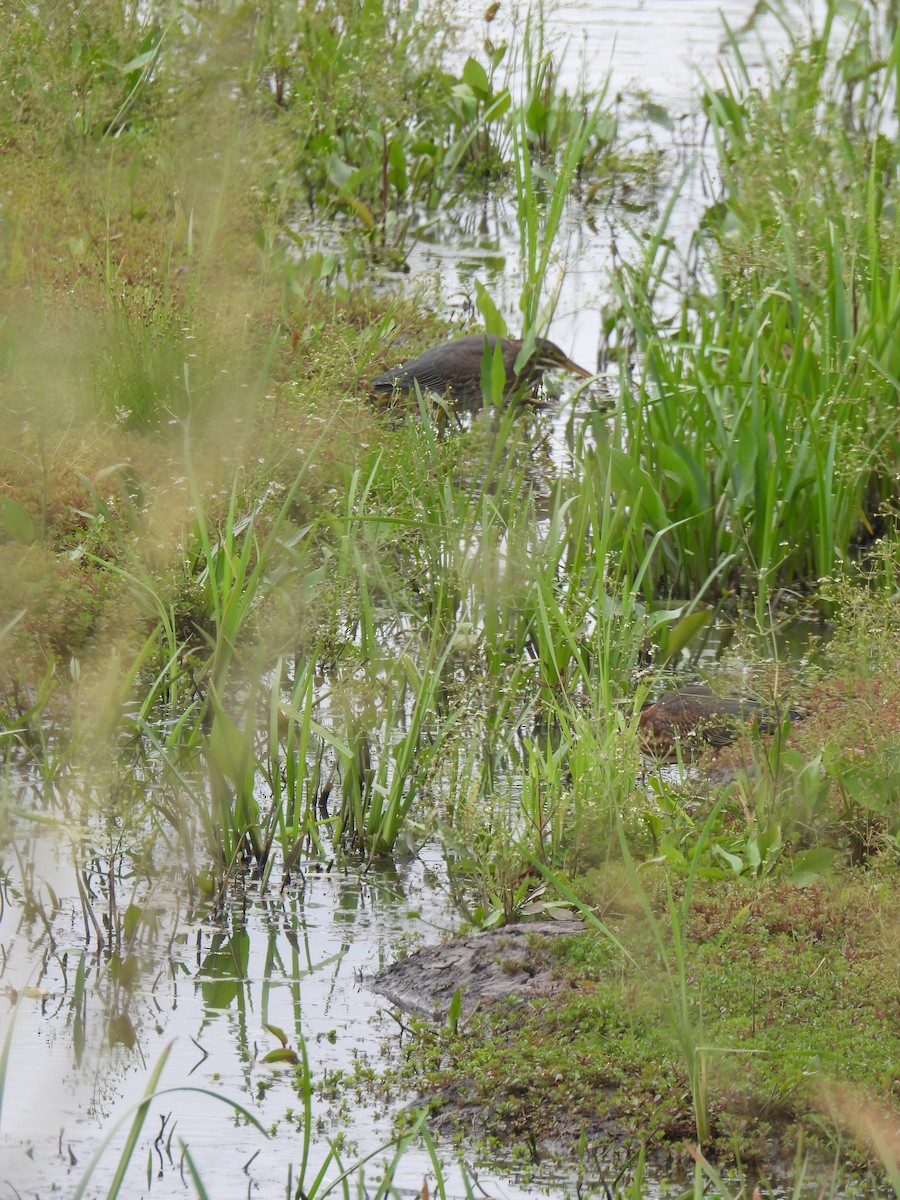 Green Heron - ML639468347