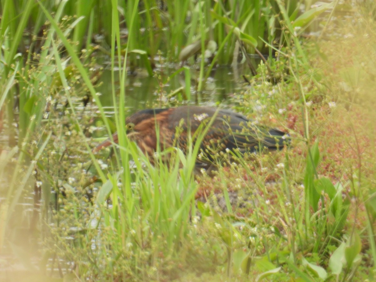 Green Heron - ML639468348
