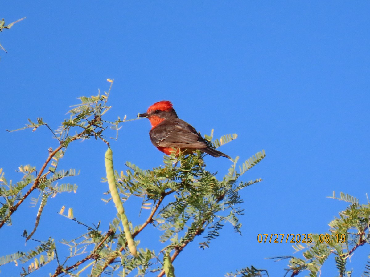 Vermilion Flycatcher - ML639468381
