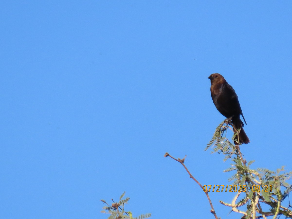 Brown-headed Cowbird - ML639468400