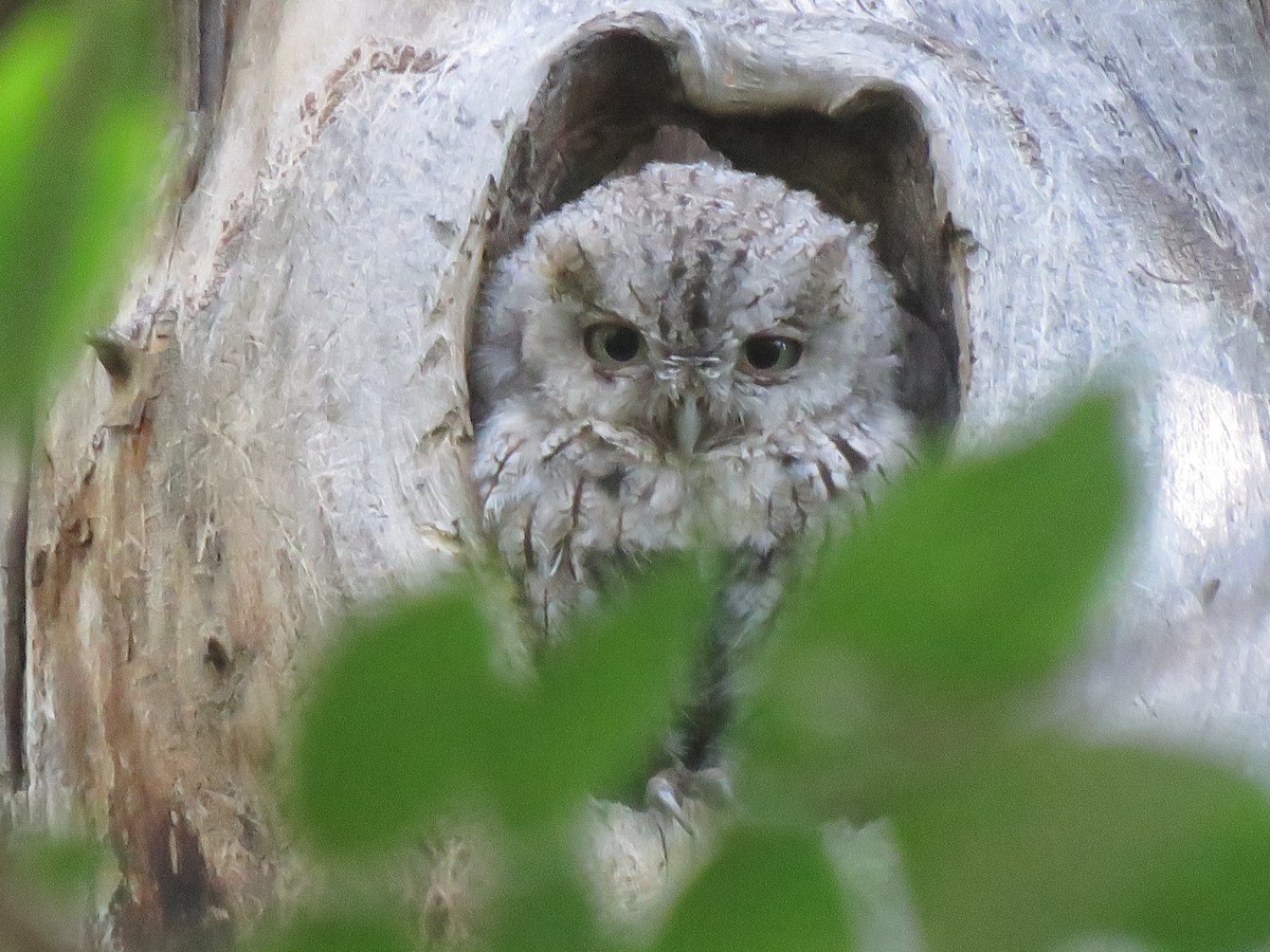 Eastern Screech-Owl - ML639468448