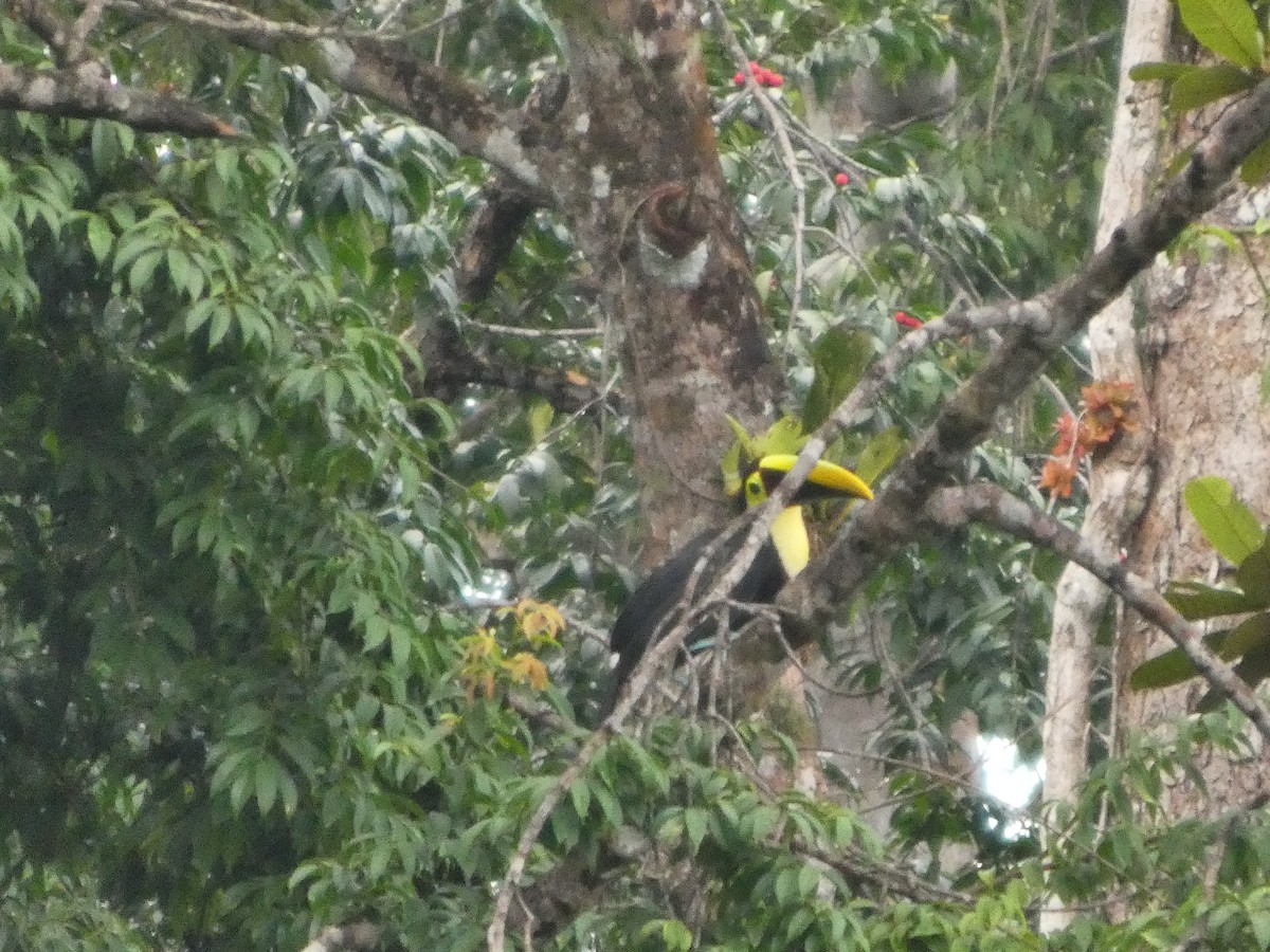 Yellow-throated Toucan (Chestnut-mandibled) - ML639468465