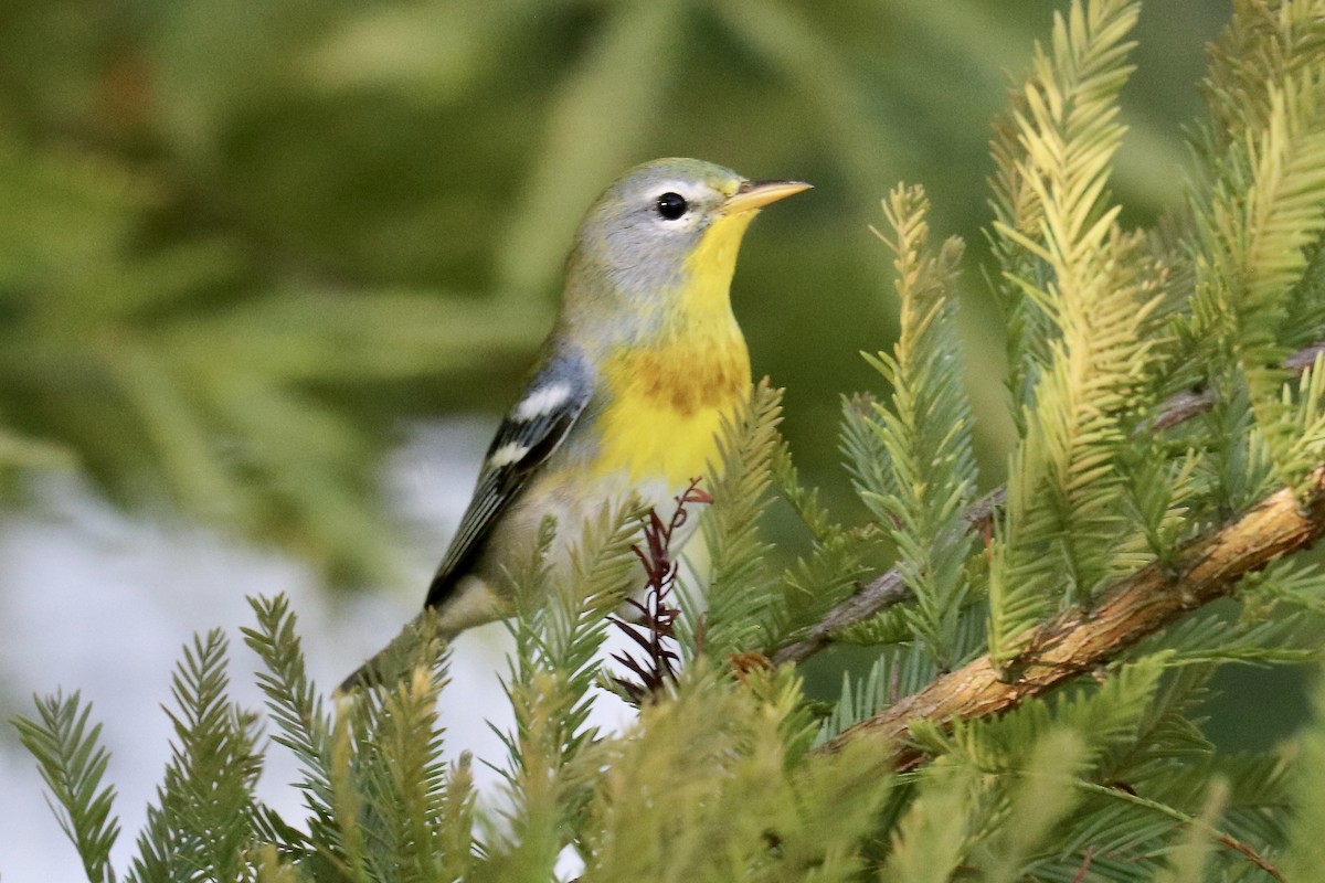 Northern Parula - ML639468468