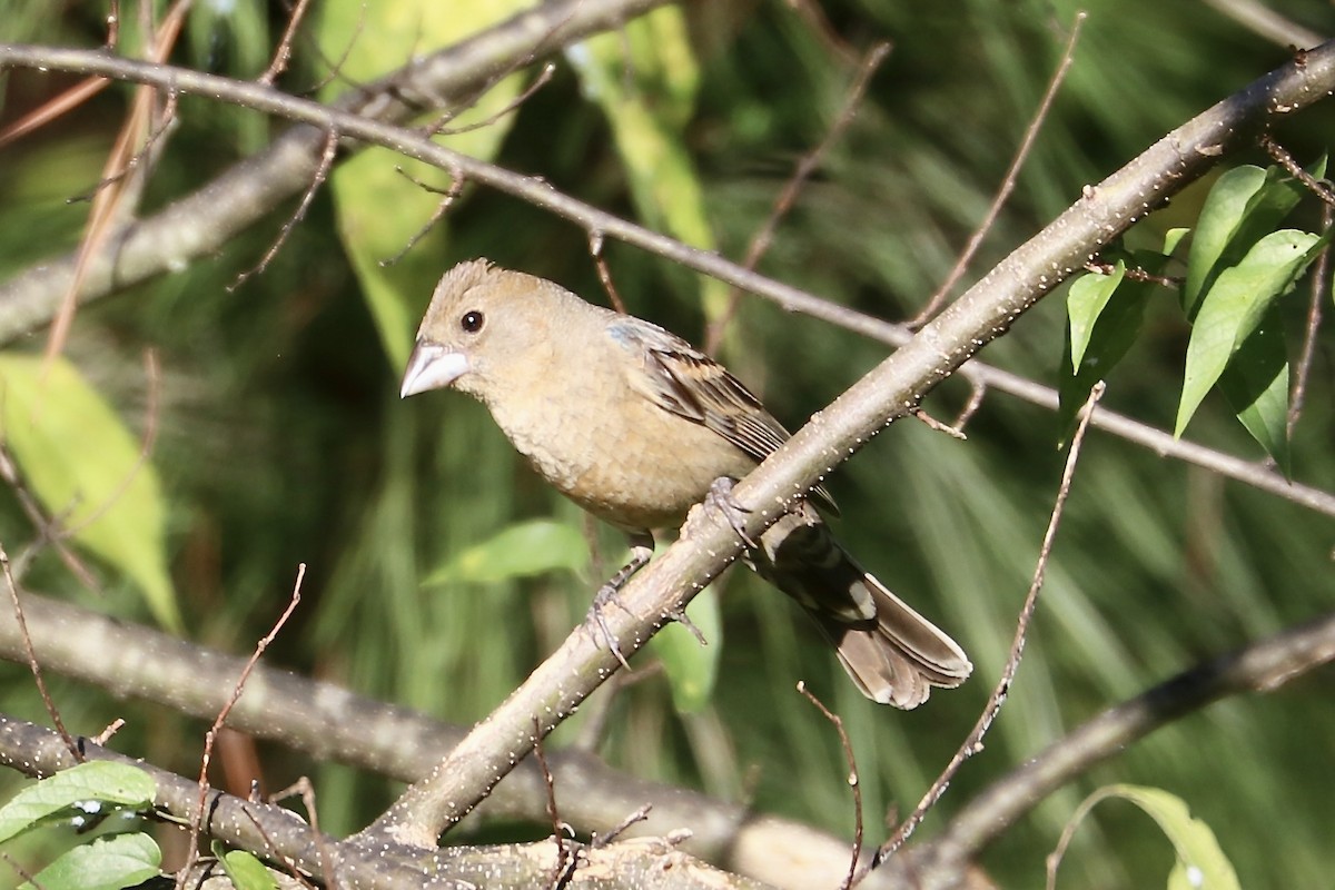 Blue Grosbeak - ML639468492