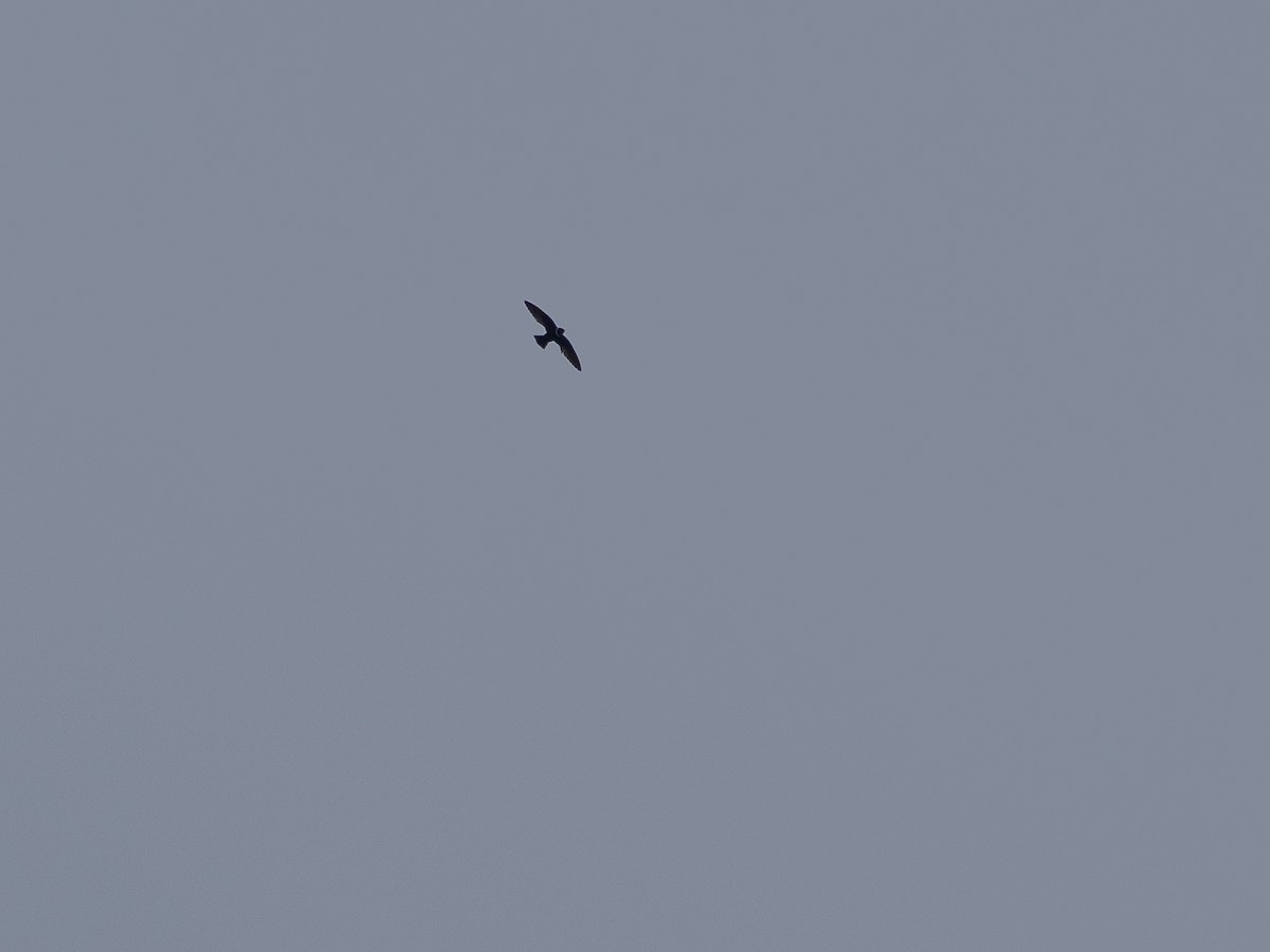 White-collared Swift - ML639468518