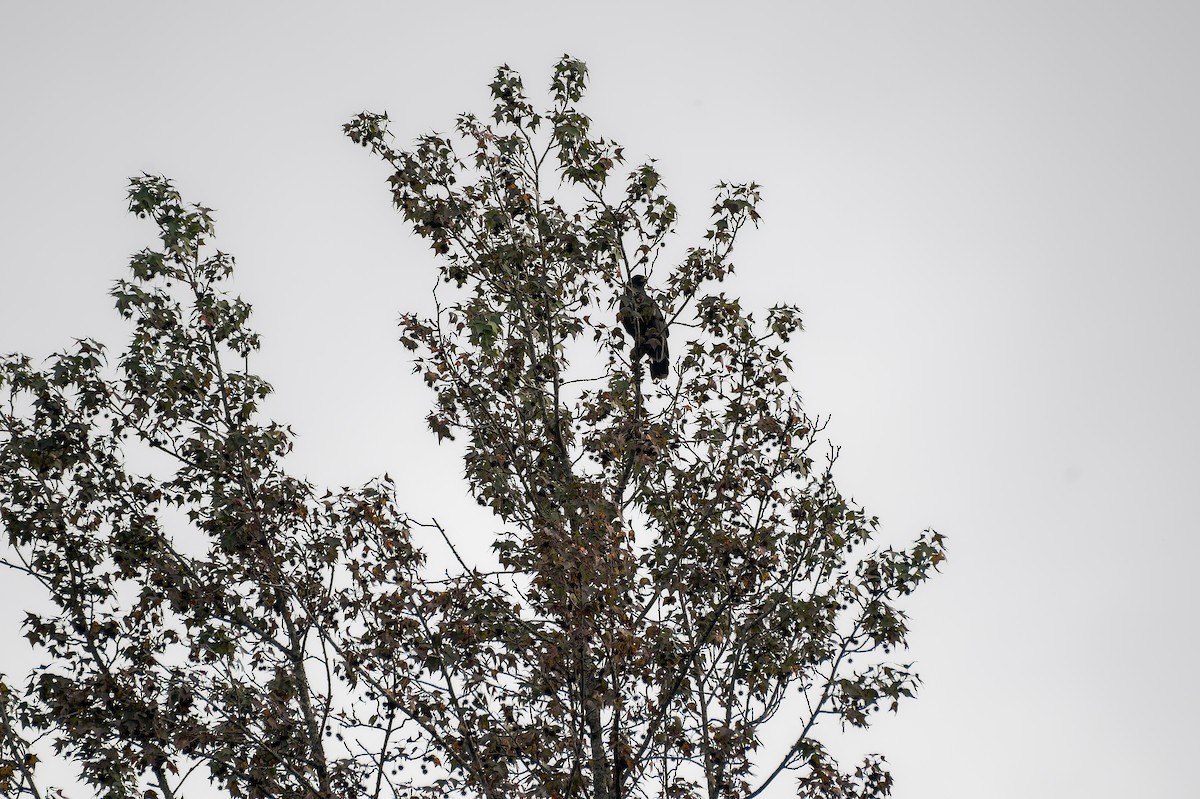 Common Black Hawk - ML639468645