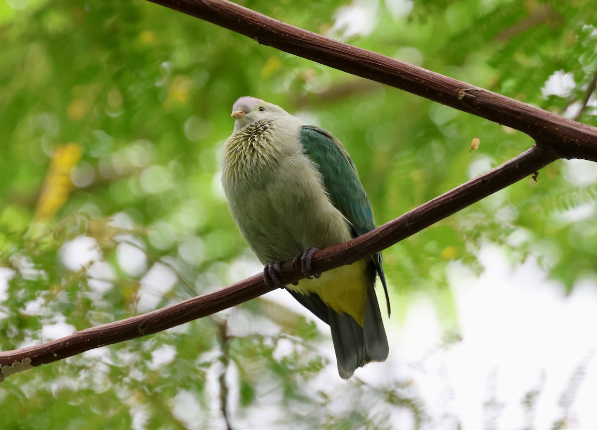 Gray-green Fruit-Dove - ML639468685