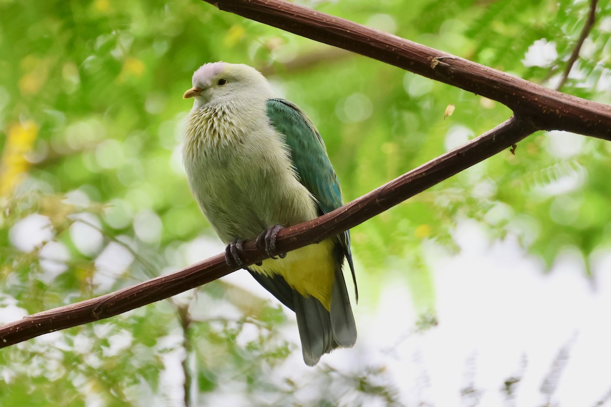 Gray-green Fruit-Dove - ML639468686