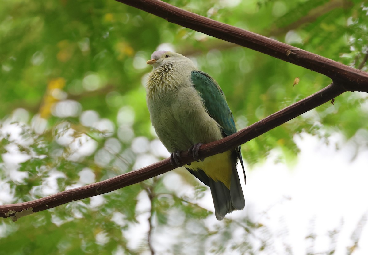 Gray-green Fruit-Dove - ML639468688