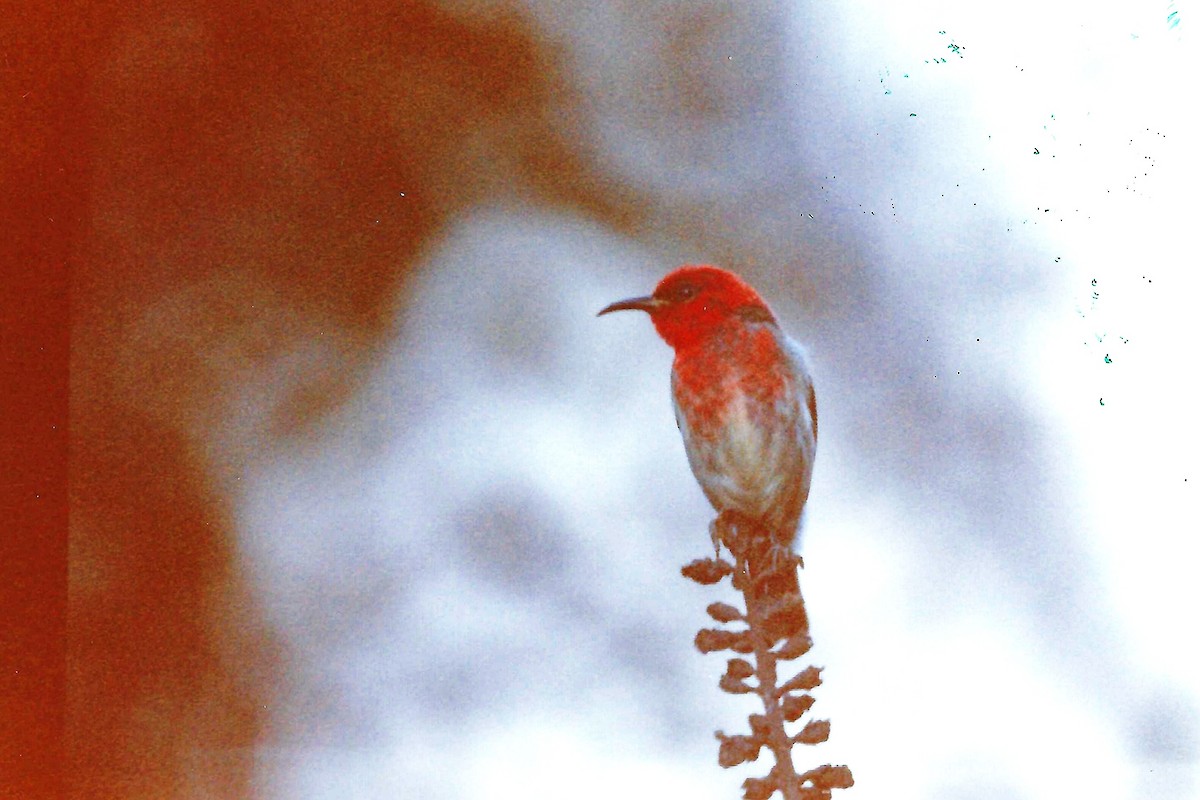 Sulawesi Myzomela - ML639468736