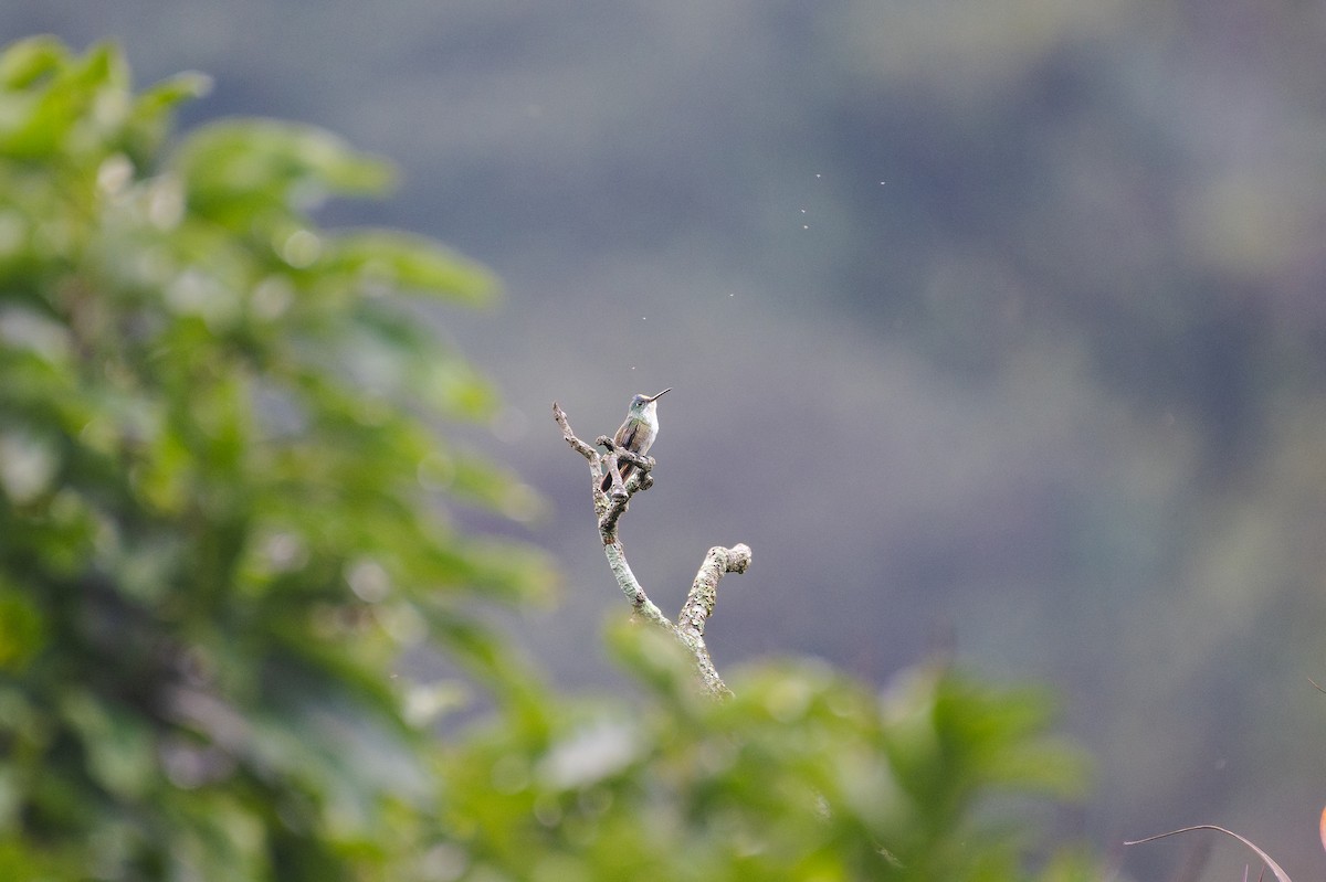 Azure-crowned Hummingbird - ML639468789