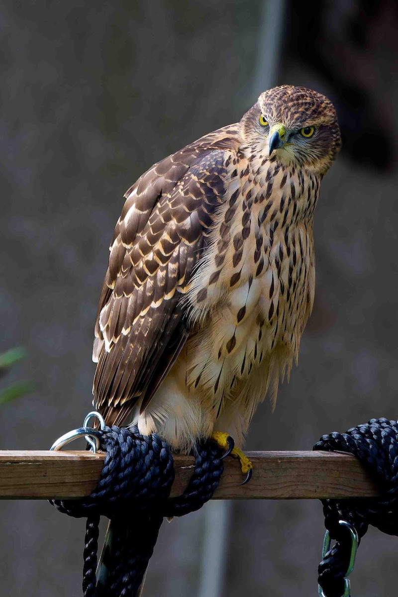 Eurasian Goshawk - ML639468817