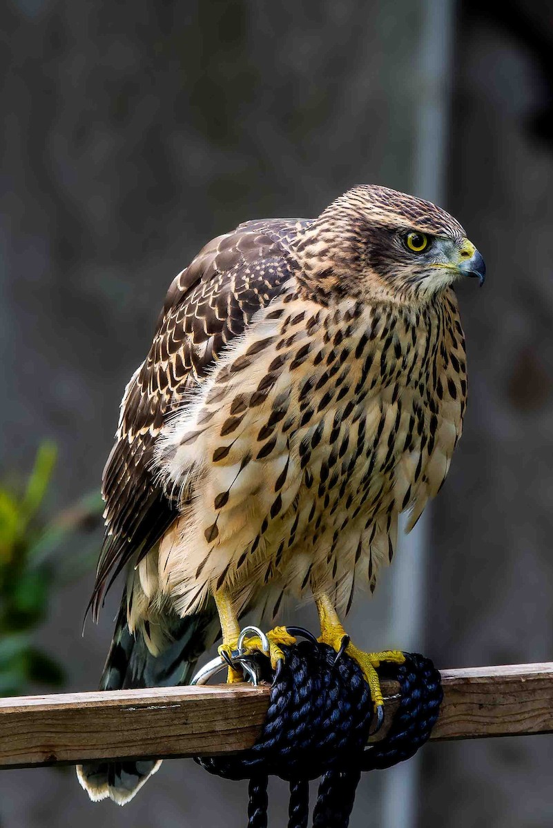 Eurasian Goshawk - ML639468818