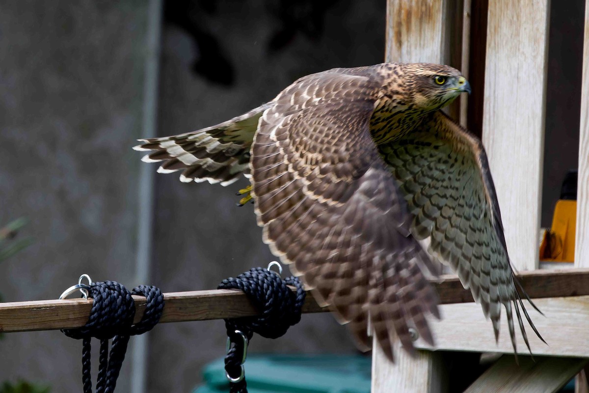 Eurasian Goshawk - ML639468824