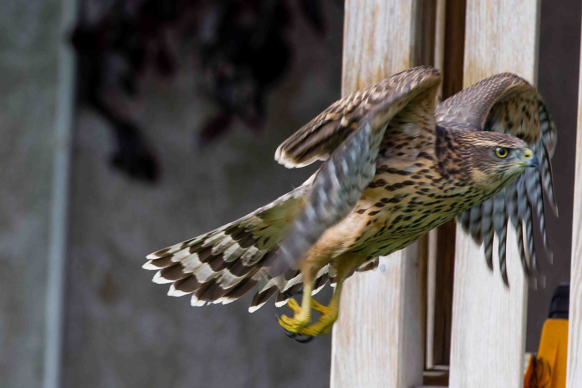 Eurasian Goshawk - ML639468825