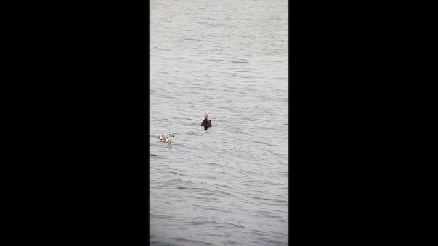 Black-footed Albatross - ML639468899