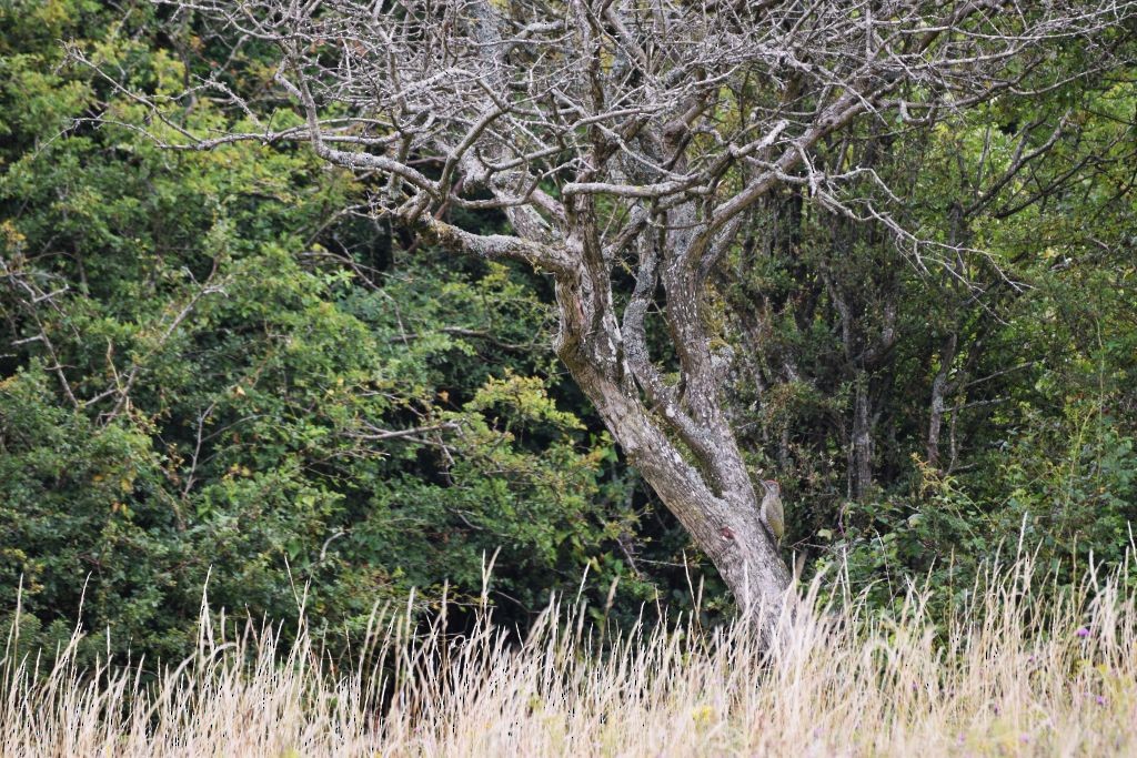 Eurasian Green Woodpecker - ML639468920
