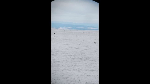 Gabai iluna - ML639468931