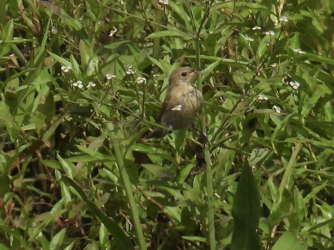 Lazuli Bunting - ML639468986