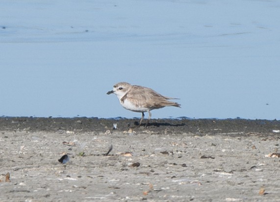 Snowy Plover - ML639469011