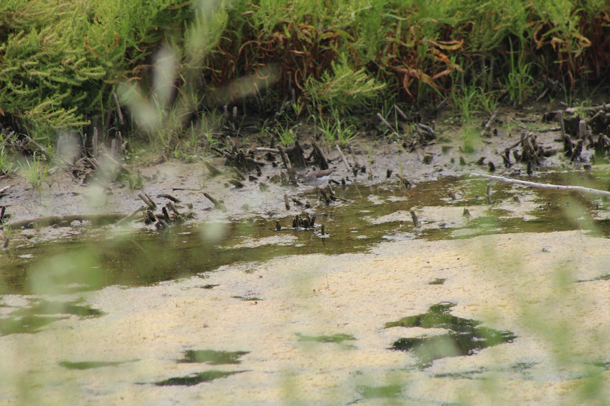 ביצנית בודדת - ML639469038