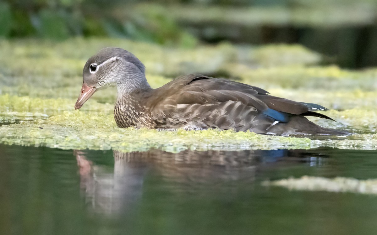 Mandarin Duck - ML639469042