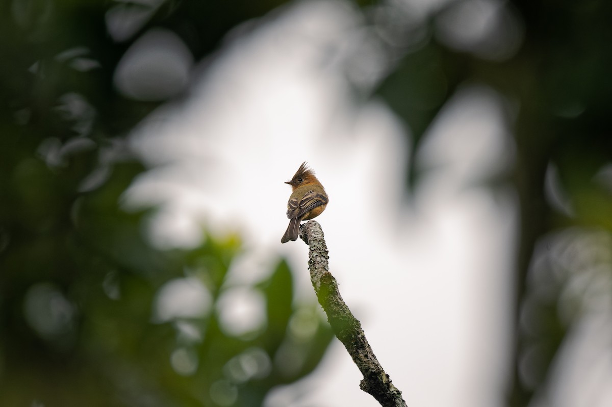 Tufted Flycatcher - ML639469098