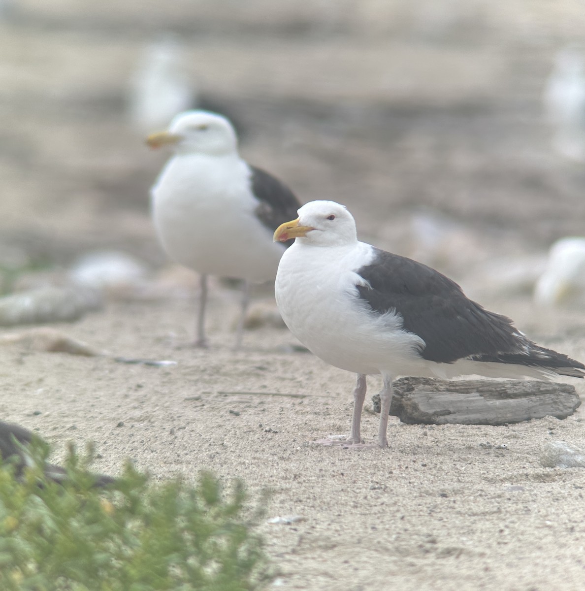 Great Black-backed Gull - ML639469173