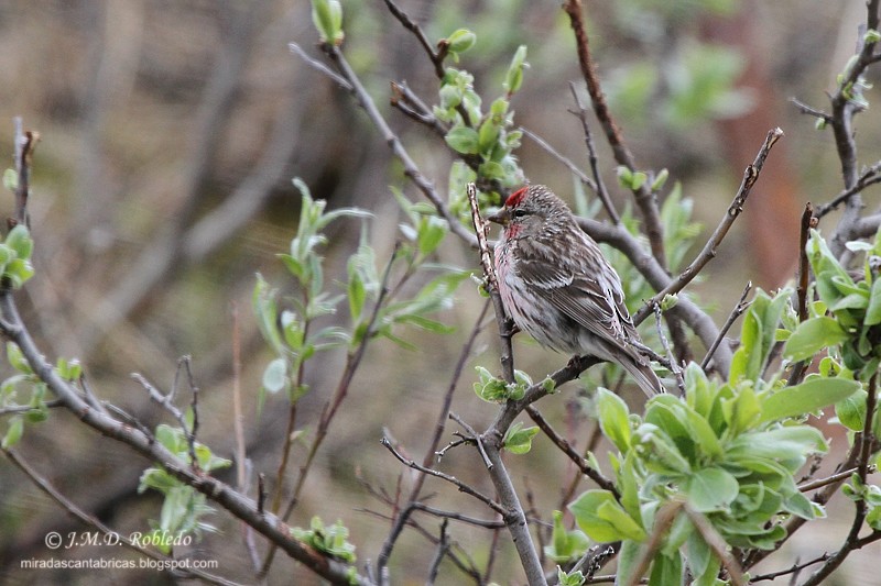 Redpoll (Common) - ML639469176
