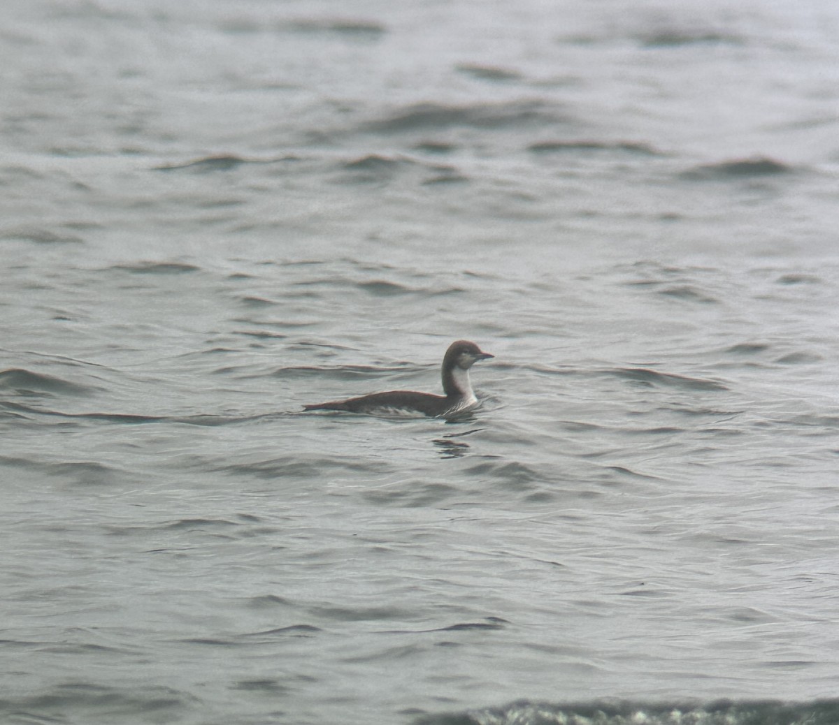 Pacific Loon - ML639469188