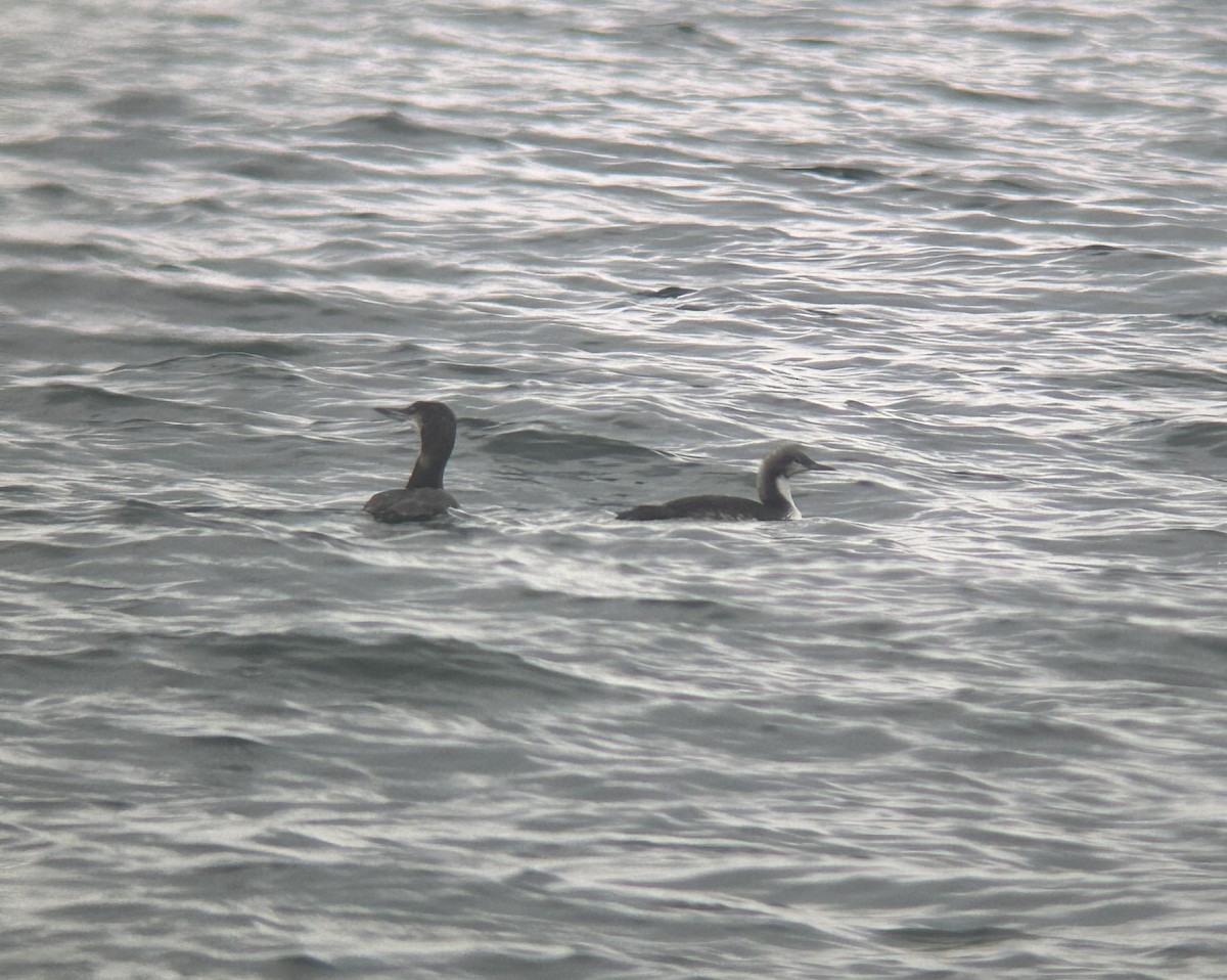 Pacific Loon - ML639469189