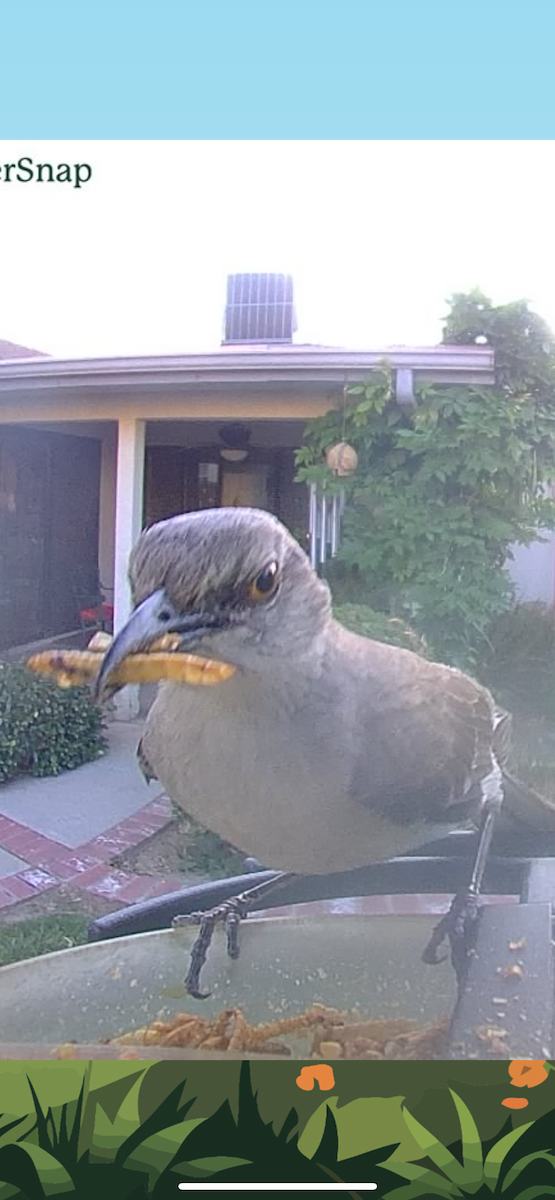 Northern Mockingbird - ML639469212