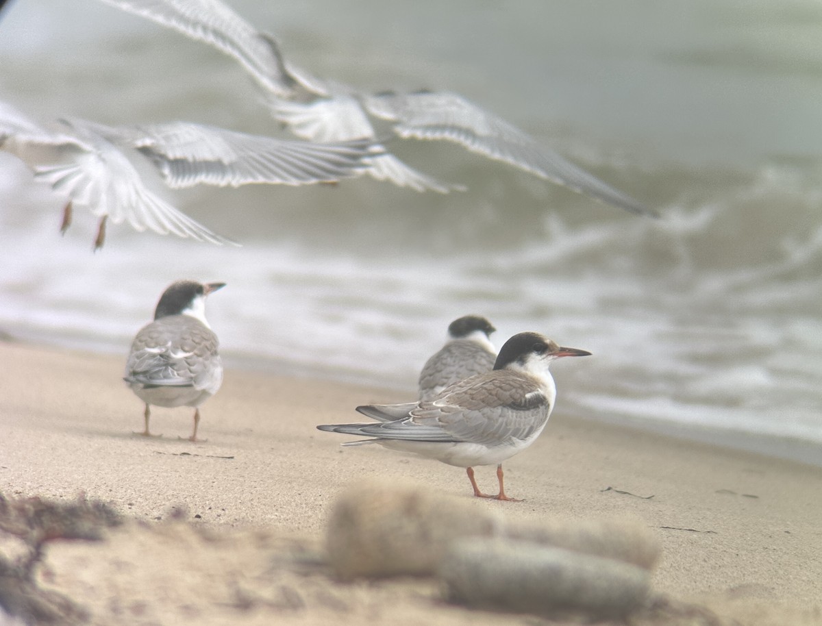 Эгэл хараалай - ML639469236