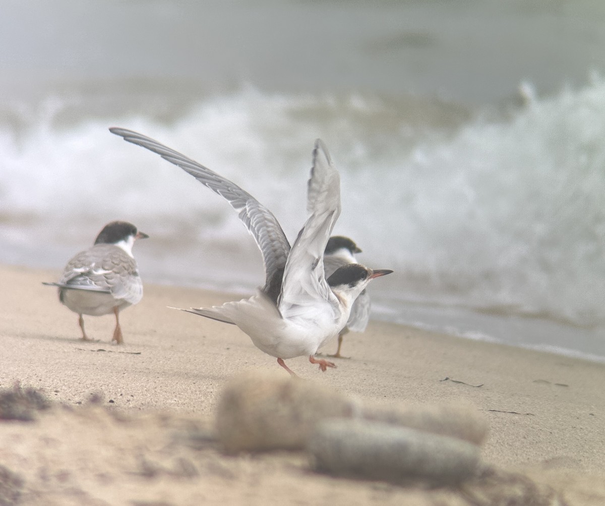 Эгэл хараалай - ML639469237