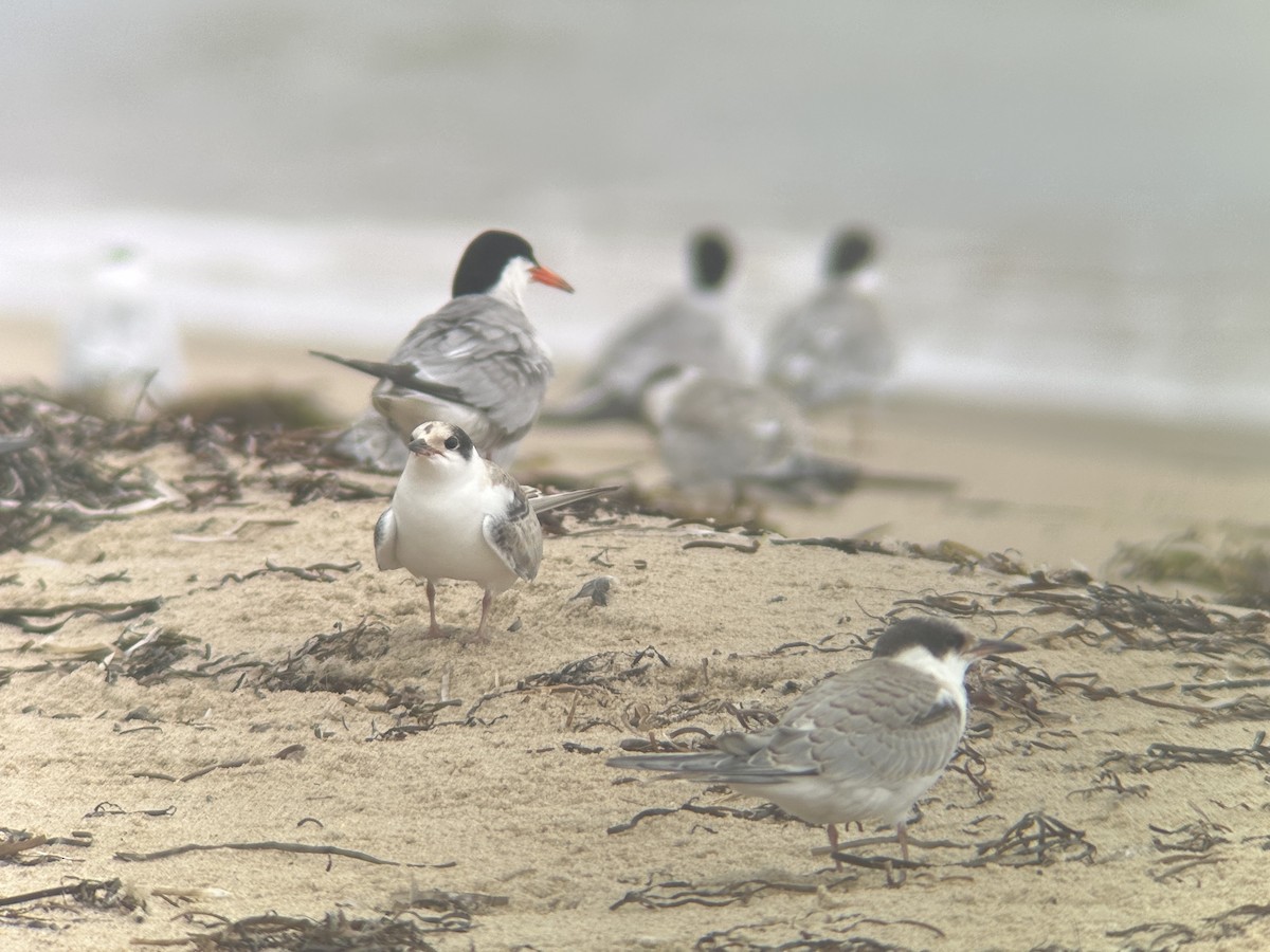 Эгэл хараалай - ML639469238