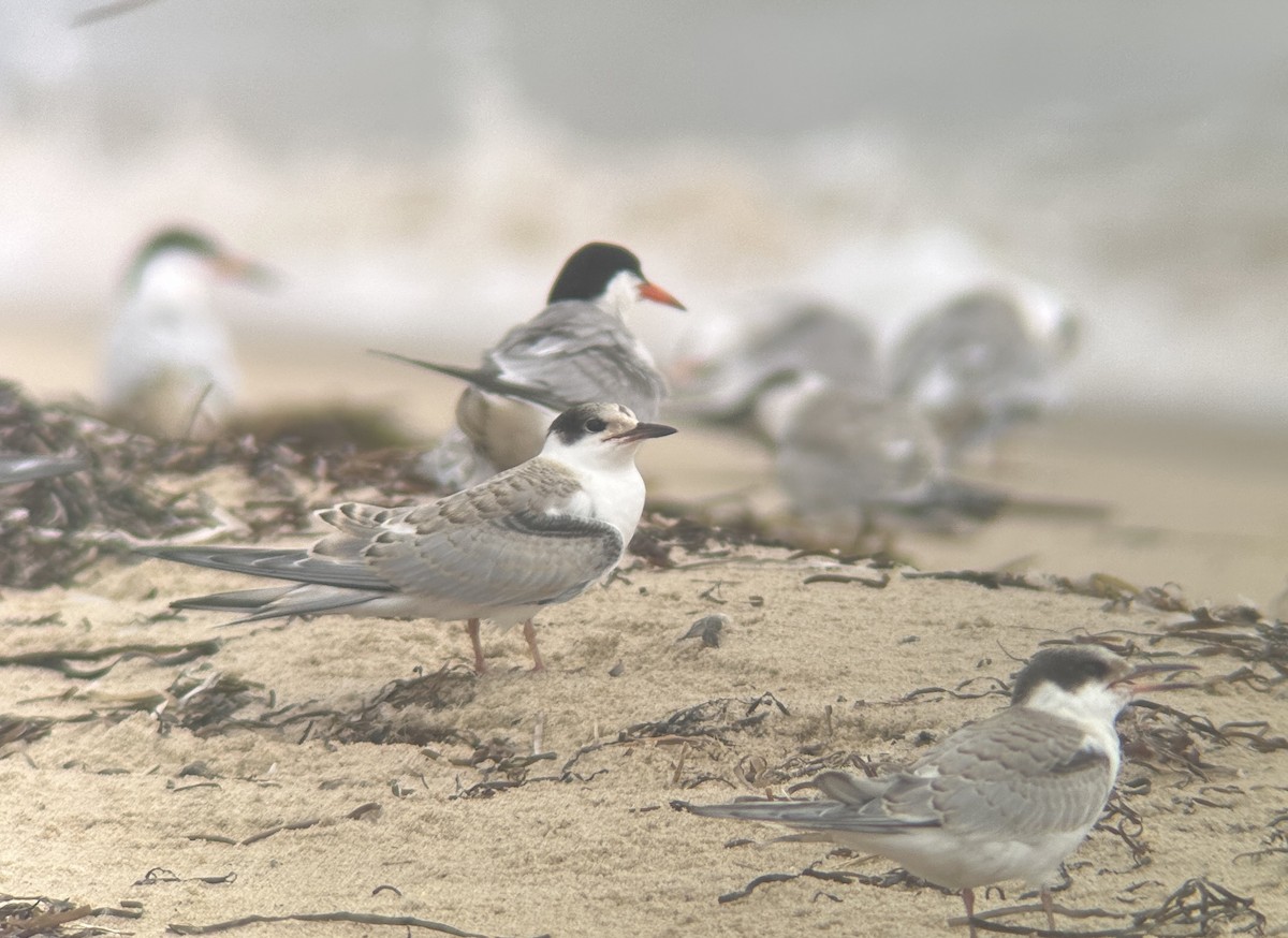 Эгэл хараалай - ML639469239