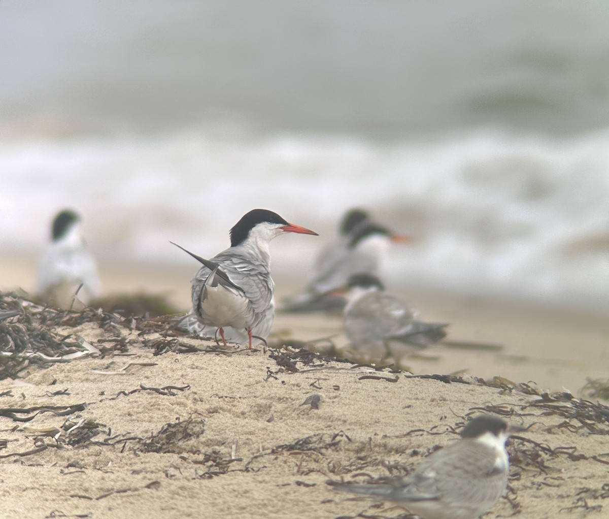 Эгэл хараалай - ML639469240