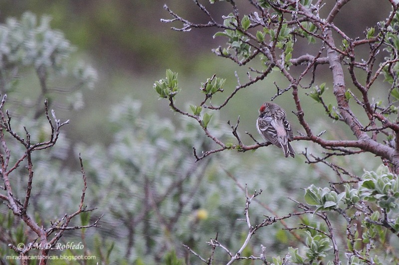 Redpoll (Hoary) - ML639469256