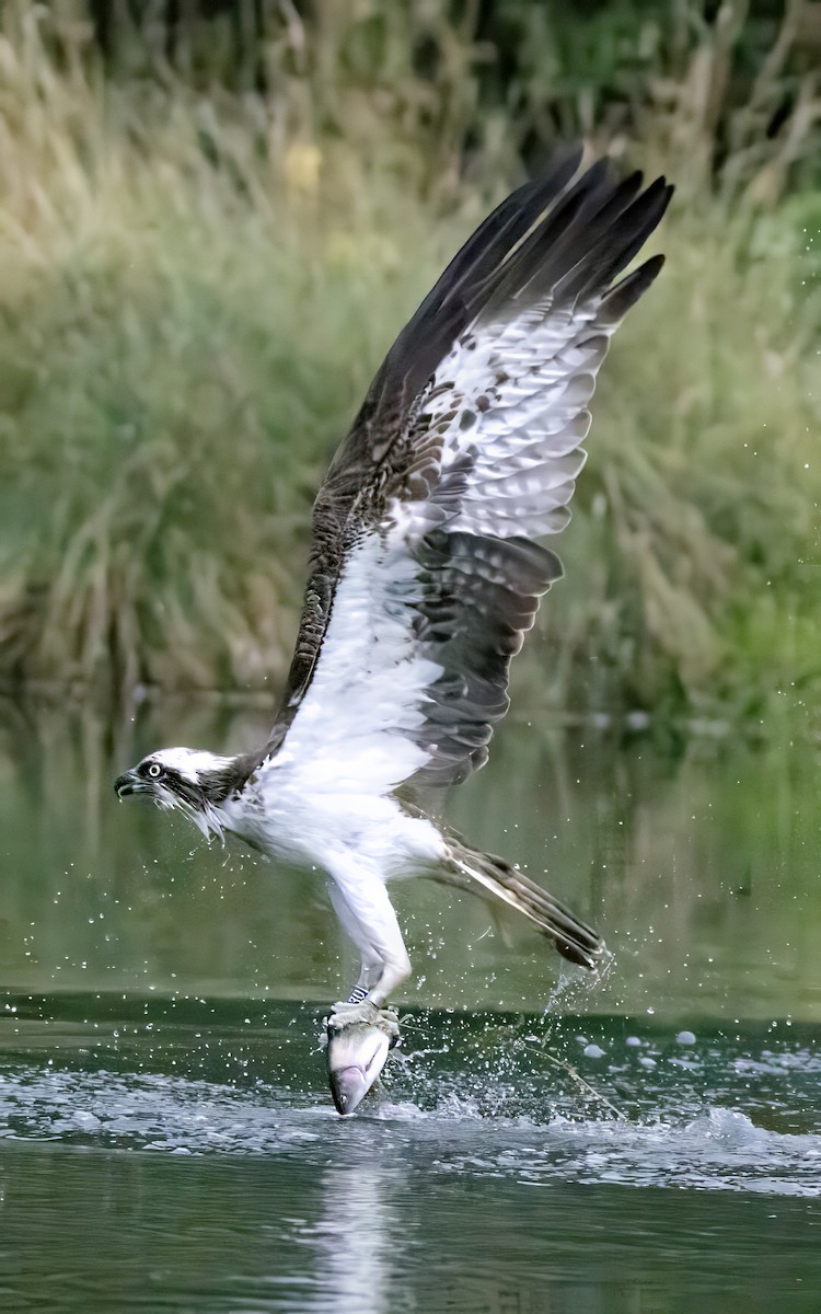 Osprey - ML639469260