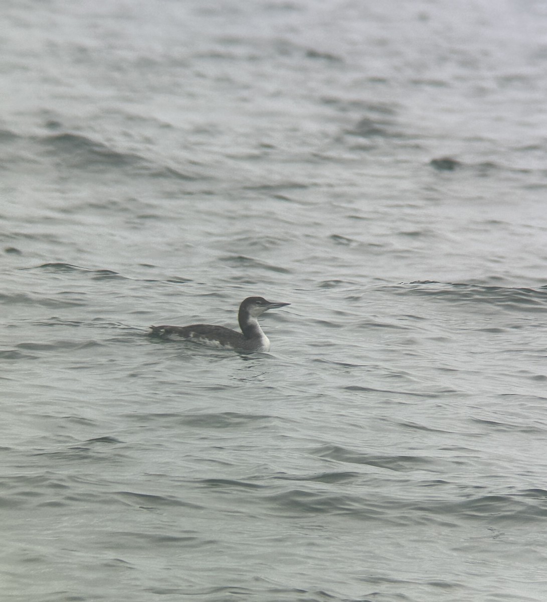 Common Loon - ML639469284