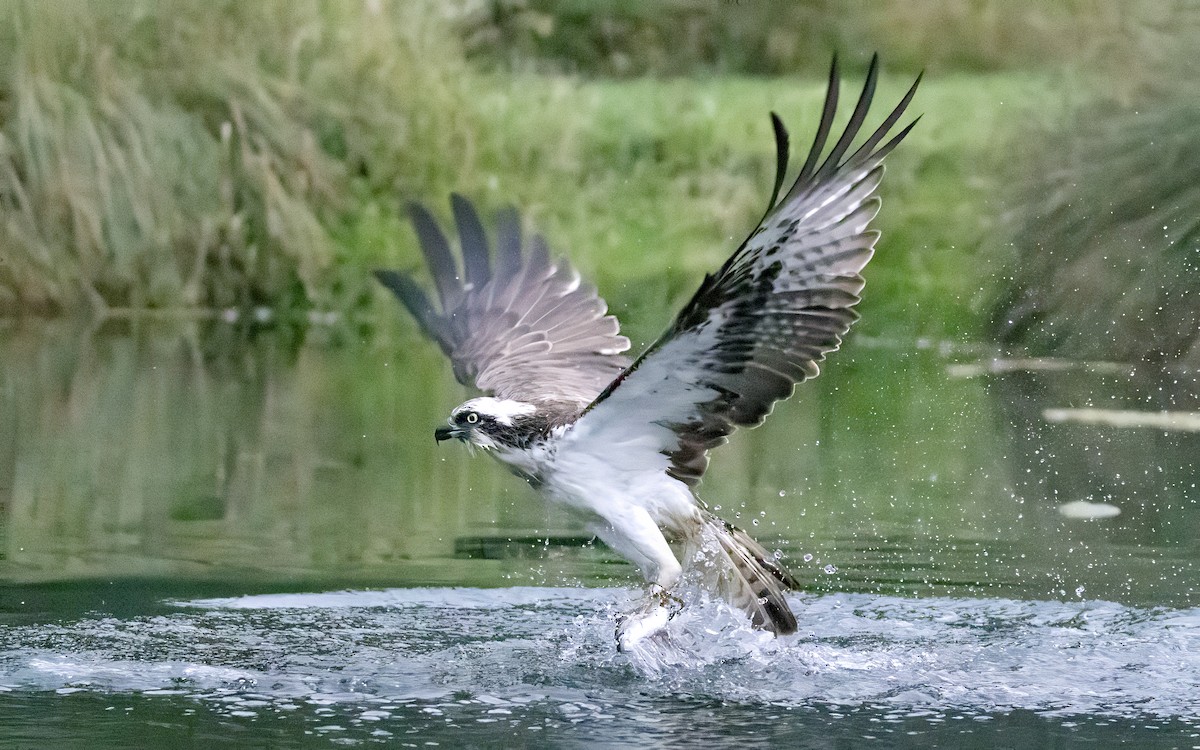 Osprey - ML639469324